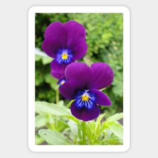 The Pansy Twins Sticker